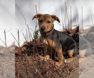 Mutt Dogs for adoption in Cliffwood, NJ, USA