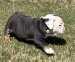 Small #6 Bulldog