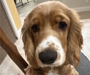 Cocker Spaniel Dogs for adoption in WEST PALM BEACH, FL, USA