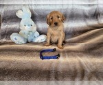 Small #20 Golden Retriever
