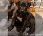 Small Photo #9 Great Dane Puppy For Sale in INDEPENDENCE, MO, USA