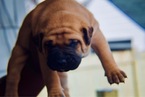 Small Photo #6 Presa Canario Puppy For Sale in FLINT, MI, USA