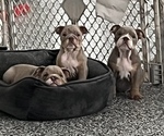 Small Photo #1 English Bulldog Puppy For Sale in MANTORVILLE, MN, USA