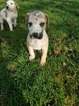 Small Photo #7 Great Dane Puppy For Sale in BOISTFORT, WA, USA