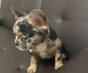 French Bulldog Puppy for sale in ALAMEDA, CA, USA
