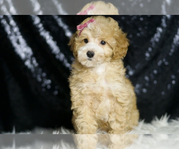 Medium Photo #5 Poodle (Toy) Puppy For Sale in WARSAW, IN, USA