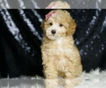 Small #4 Poodle (Toy)