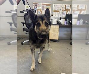 German Shepherd Dog Dogs for adoption in Camarillo, CA, USA