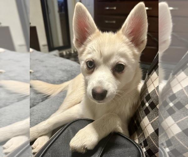 Medium Photo #241 Pomsky Puppy For Sale in LOVELAND, CO, USA