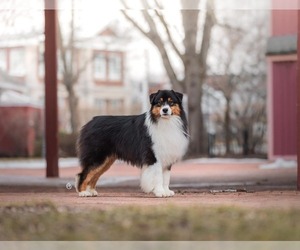Father of the Australian Shepherd puppies born on 03/14/2025