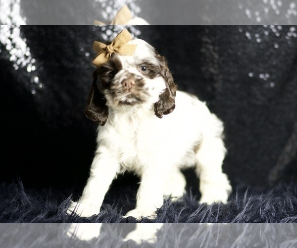 Medium Photo #74 Cocker Spaniel Puppy For Sale in WARSAW, IN, USA