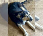 Small #3 Huskies  Mix