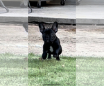 Small Photo #1 French Bulldog Puppy For Sale in FRESNO, CA, USA