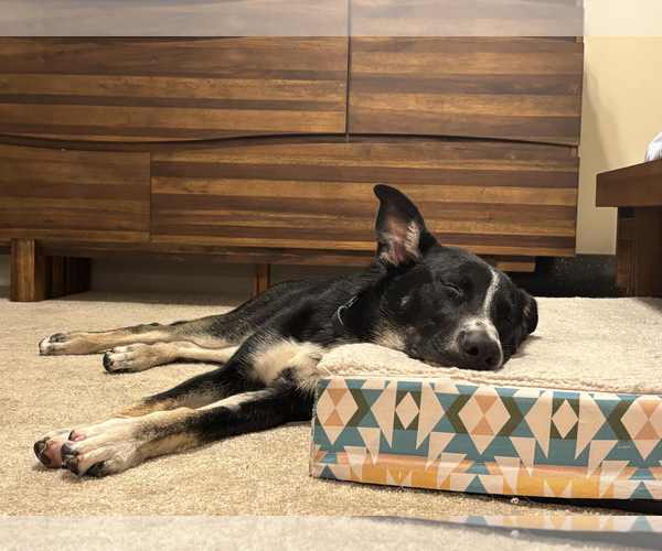 Medium Photo #3 Mutt Puppy For Sale in Rockville, MD, USA