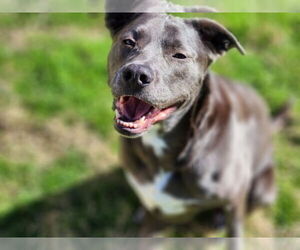 KangaRoo - Female Blue Lacy-Unknown Mix Dog for Adoption - Photo #12