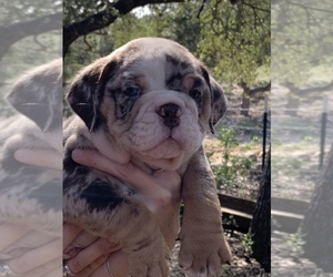 Bulldog Puppy for Sale in SAN ANTONIO, Texas USA