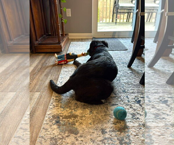 Medium Photo #4 Borador Puppy For Sale in MECHANICSBURG, PA, USA