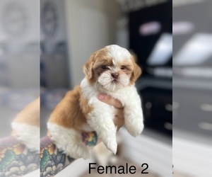 Shih Tzu Puppy for sale in GILBERT, AZ, USA