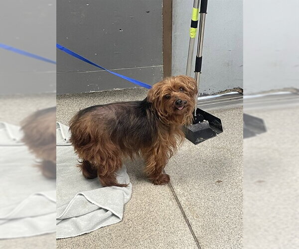 Medium Photo #1 Mutt Puppy For Sale in Tallahassee, FL, USA