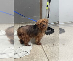 Mutt Dogs for adoption in Tallahassee, FL, USA