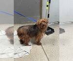 Small Mutt
