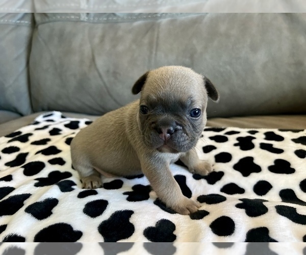 Medium Photo #36 French Bulldog Puppy For Sale in VIRGINIA BEACH, VA, USA