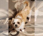 Small #6 Shih Tzu