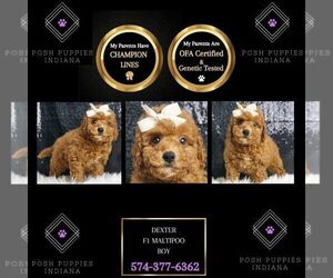 Maltipoo Puppy for sale in WARSAW, IN, USA