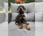 Small #9 Doberman Pinscher