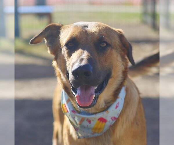 Medium Photo #1 German Shepherd Dog-Unknown Mix Puppy For Sale in San Antonio, TX, USA