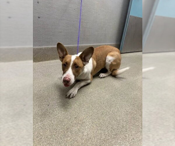 Medium Photo #1 Basenji-Unknown Mix Puppy For Sale in Las Vegas, NV, USA