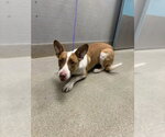 *NILLA - Female Basenji-Unknown Mix Dog for Adoption - Small photo