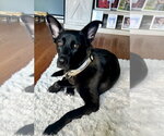 Small #24 German Shepherd Dog Mix