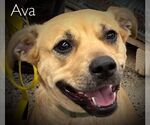 Small Photo #6 Mutt Puppy For Sale in pomfret, CT, USA