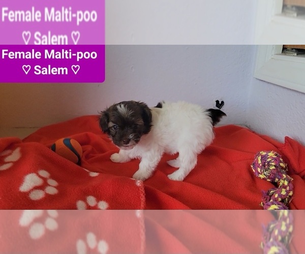 Medium Photo #2 Maltipoo (Toy) Puppy For Sale in TUCSON, AZ, USA