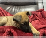 Small Photo #167 Belgian Malinois Puppy For Sale in REESEVILLE, WI, USA