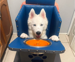 Small #5 Siberian Husky Mix
