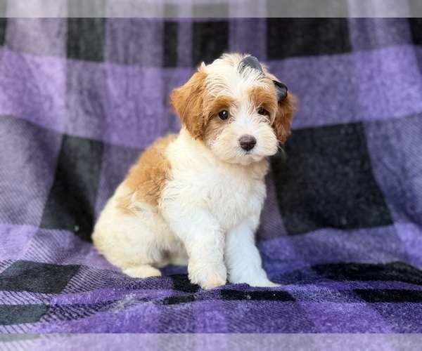Medium Photo #8 Cavapoo (Miniature) Puppy For Sale in LAKELAND, FL, USA