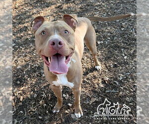 Mutt Dogs for adoption in Irvine, CA, USA