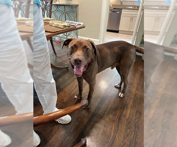 Medium Photo #10 Chocolate Labrador retriever-Great Dane Mix Puppy For Sale in Atlanta, GA, USA