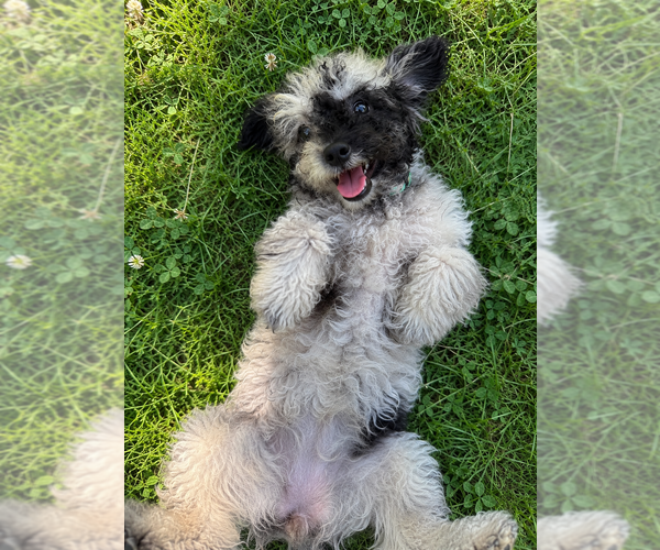 Medium Photo #25 Cavapoo (Miniature) Puppy For Sale in DURHAM, CT, USA