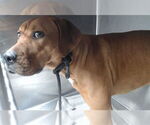 Small Rhodesian Ridgeback Mix