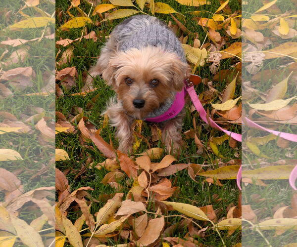 Medium Photo #4 Mutt Puppy For Sale in St. Louis Park, MN, USA