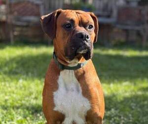 Father of the Boxer puppies born on 12/01/2024