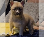 Small #50 Pomsky