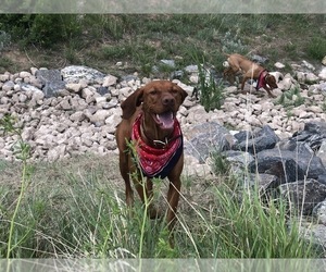 Mother of the Vizsla puppies born on 08/15/2022