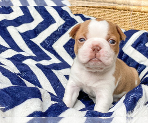 Boston Terrier Puppy for Sale in LUFKIN, Texas USA