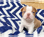 Small Photo #1 Boston Terrier Puppy For Sale in LUFKIN, TX, USA
