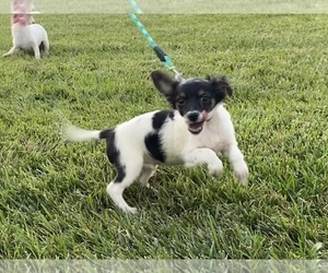 Chihuahua Dogs for adoption in BREA, CA, USA