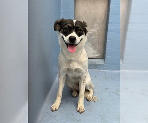 German Shepherd Dog-Unknown Mix Dogs for adoption in Downey, CA, USA